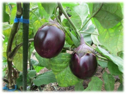 3_【小森茄子】.jpg