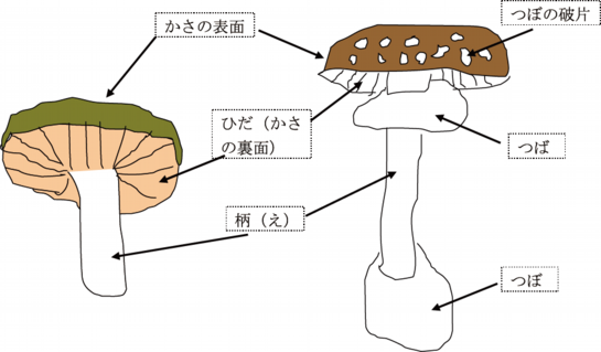 イラスト.png