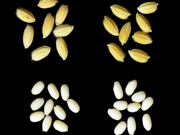写真３．「ゆきみのり」の籾と玄米(左：ゆきみのり、右：ヒメノモチ).png