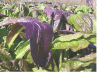 淡赤紫を呈した収穫期の源助蕪菜.png
