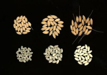 写真3.「和みリゾット」の籾と玄米(左：ひとめぼれ、中：和みリゾット、右：CARNAROLI) .jpg