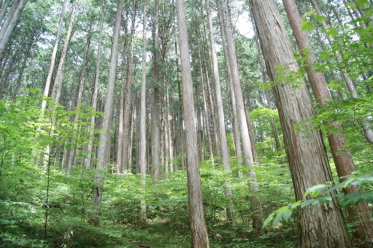 4_適切に管理された森林.jpg