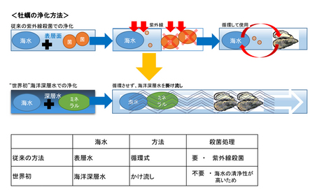 牡蠣の浄化方法について.jpg