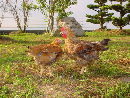 4_薩摩産赤鶏.JPG